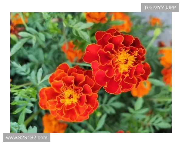 《双喜盈门》:荧屏上的温情与欢笑,全集在线观看,点燃你的居家观剧热情! 《双喜盈门》:荧屏上的温情与欢笑,全集在线观看,点燃你的居家观剧热情!